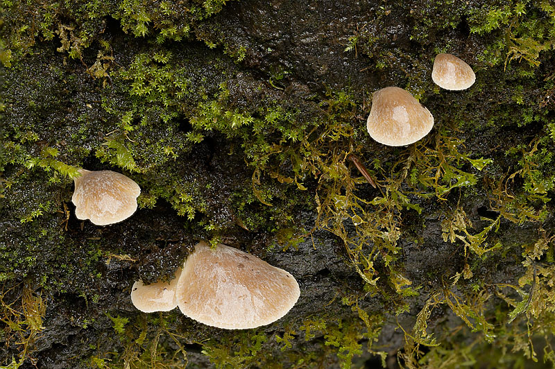 Hohenbuehelia auriscalpium